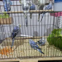 فروش مرغ عشق