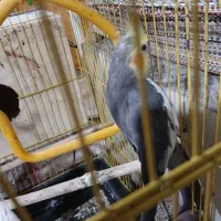 نر سخنگو ۲ ساله|پرنده|آق قلا, |دیوار