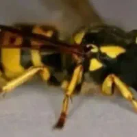 بچه خرگوش