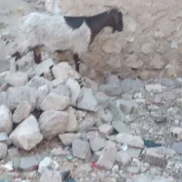 یک عدد بز ابسن