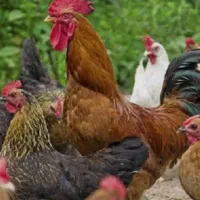 مرغ وخروس محلی