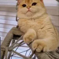 گربه گلد و سیلور نر جهت جفت گیری