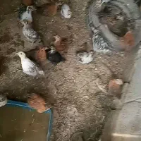 جوجه یه ماهه