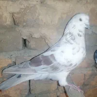 کبوتر|پرنده|محمدشهر, محمدشهر|دیوار