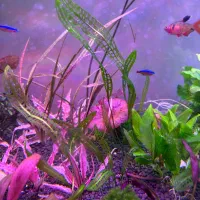 گیاه پلنت|ماهی|تهران, منیریه|دیوار