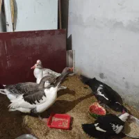 اردک اسرائیلی با غاز