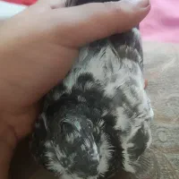 کبوتر بچه