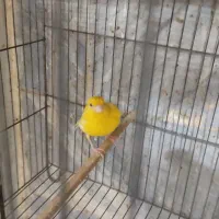 قناری|پرنده|کهریزک, |دیوار