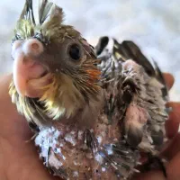 عروس هلندی سرلاکی