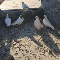 کبوتر فروشی|پرنده|باغ بهادران, |دیوار