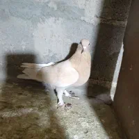 کفترتهرانی