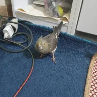 عروس هلندی|پرنده|ری, سیزده آبان|دیوار