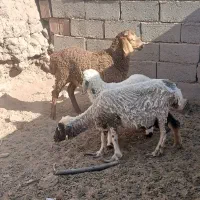 میش و بره نر