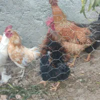 خروس زینتی و خانگی|حیوانات مزرعه|مهریز, |دیوار