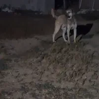 سگ سرابی