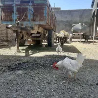 تریلی دوچرخ کمپرسی پشت تراکتوری