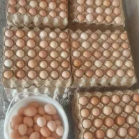 تخم مرغ محلی  ارگانیک  کت یومورتاسی|خوردنی و آشامیدنی|میانه, |دیوار