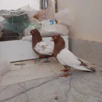 کفتر|پرنده|بجنورد, |دیوار