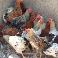 10 عدد خروس جوان (قیمت توافقی)