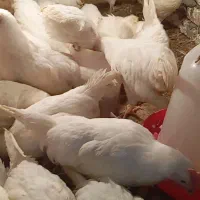 جوجه|حیوانات مزرعه|آق قلا, |دیوار