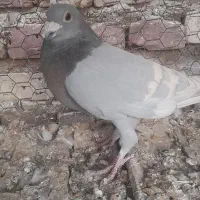 کبوتریاکفتر