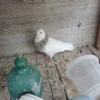 کفتر