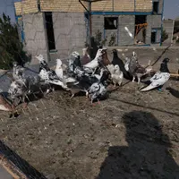 کفتر|پرنده|گناباد, |دیوار