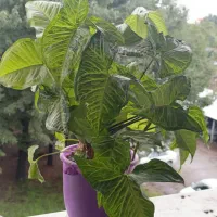 گل های آپارتمانی زیبا|گل و گیاه طبیعی|رشت, نیروی دریایی|دیوار