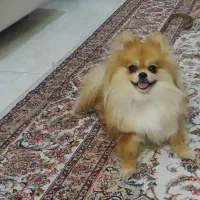 پامرین پامر ماده پرتقالی