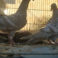 طاوسی|پرنده|آبپخش, |دیوار