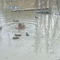 جوجه اوردک وحشی