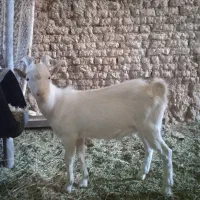 بزغاله نر و ماده سانن