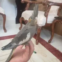 فروش عروس هلندی