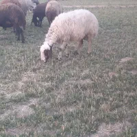 پنج راس میش و شیشک|حیوانات مزرعه|گلپایگان, |دیوار