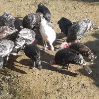 فروش بوقلمون محلی