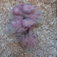 ۵عدد جوجه سرلاکی عروس هلندی ۲۵ روزه و ۱۵ روزه|پرنده|مرودشت, فیروزی|دیوار