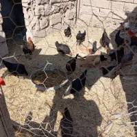 مرغ عربی|حیوانات مزرعه|رامشیر, |دیوار