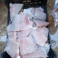 ماهی غزل آزاد|ماهی|اسلام‌‌آباد غرب, |دیوار