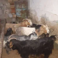 بز و بیگ