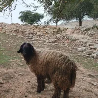 نرمیش|حیوانات مزرعه|مسجد سلیمان, |دیوار