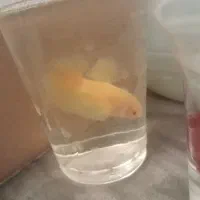 ماهی فایتر نر|ماهی|تهران, زهتابی|دیوار