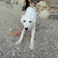 سگ دو رگه