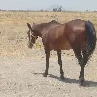 اسب مادیون درشور . شکم پور درجه یک|اسب و تجهیزات اسب‌سواری|شیراز, حومه شیراز|دیوار