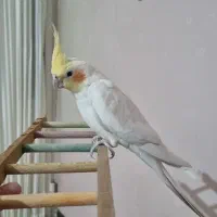 پرنده عروس هلندی|پرنده|خرمآباد, |دیوار