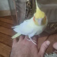 عروس نرلوتینودستی|پرنده|تربت‌حیدریه, بازار|دیوار