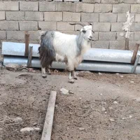 بزکبود