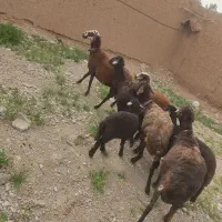 میش بره افشاری