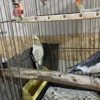 عروس هلندی|پرنده|سوسنگرد, |دیوار