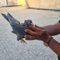 کفتر بزن مرودشت