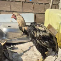 خروس لاری و مرغ لاری